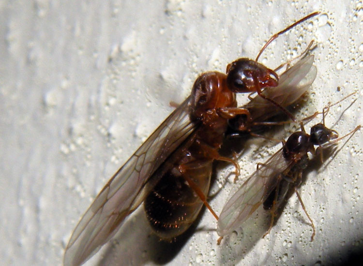 Festa di nozze ( sessuati di Formicidae: Lasius o Formica)